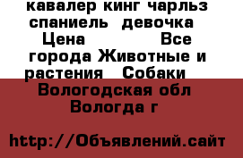  кавалер кинг чарльз спаниель -девочка › Цена ­ 45 000 - Все города Животные и растения » Собаки   . Вологодская обл.,Вологда г.